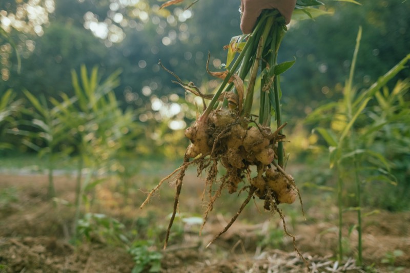 Farming